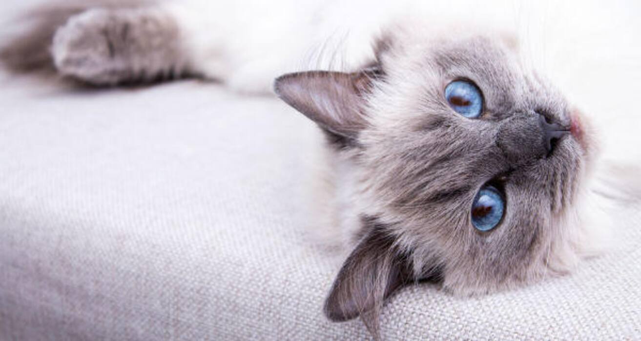 Daily Health Tip: 16 adorable cat pics to calm and de-stress you (Slide Show)