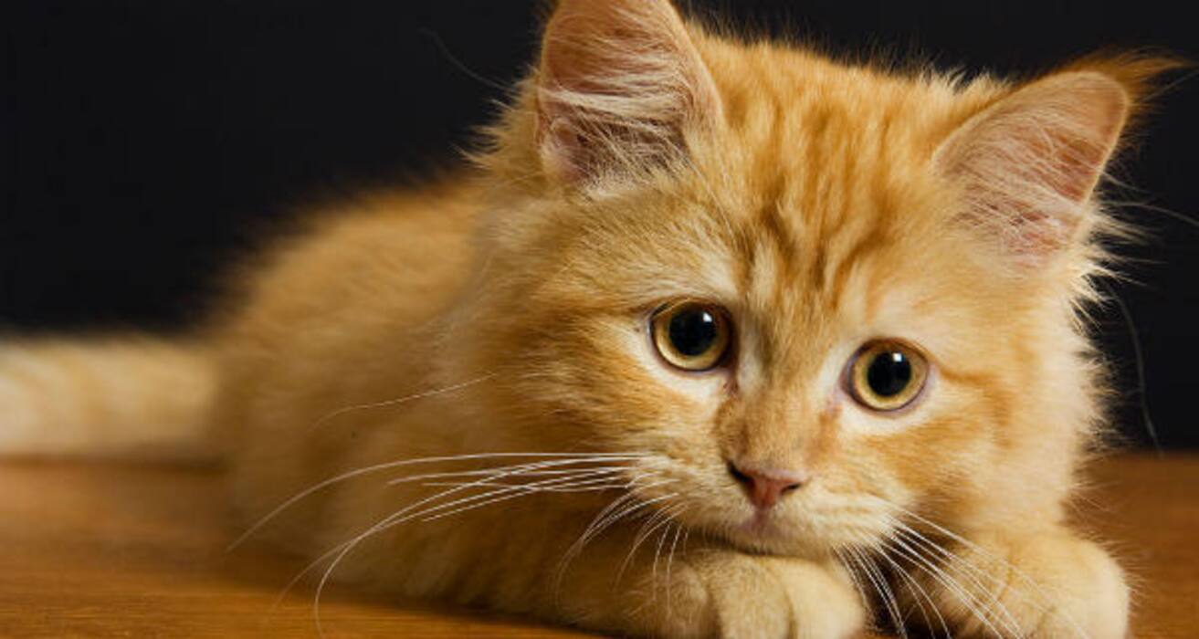 Daily Health Tip: 16 adorable cat pics to calm and de-stress you (Slide Show)