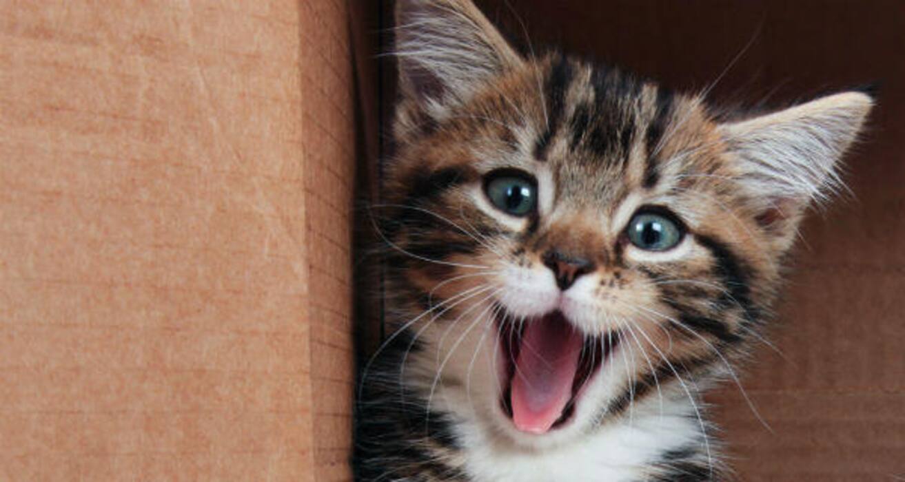 Daily Health Tip: 16 adorable cat pics to calm and de-stress you (Slide Show)