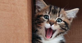 Confirmed -- watching cat videos de-stresses you