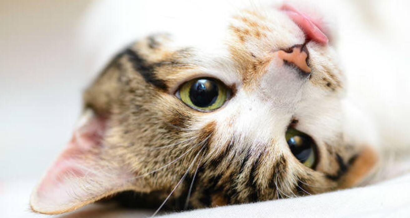 Daily Health Tip: 16 adorable cat pics to calm and de-stress you (Slide Show)
