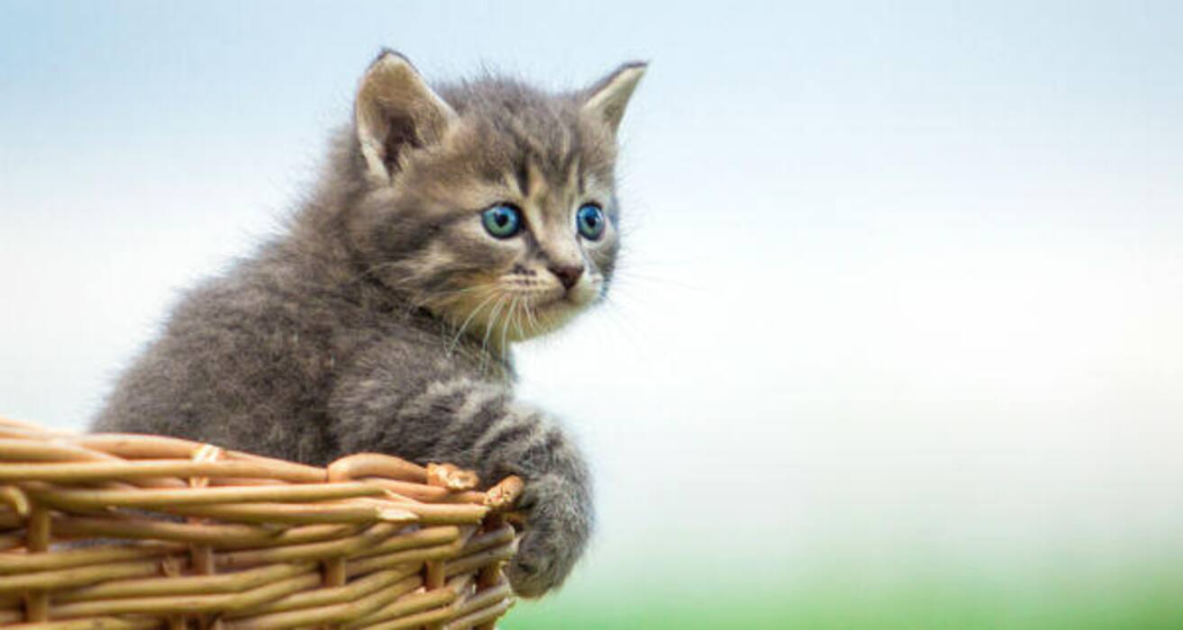 Daily Health Tip: 16 adorable cat pics to calm and de-stress you (Slide Show)