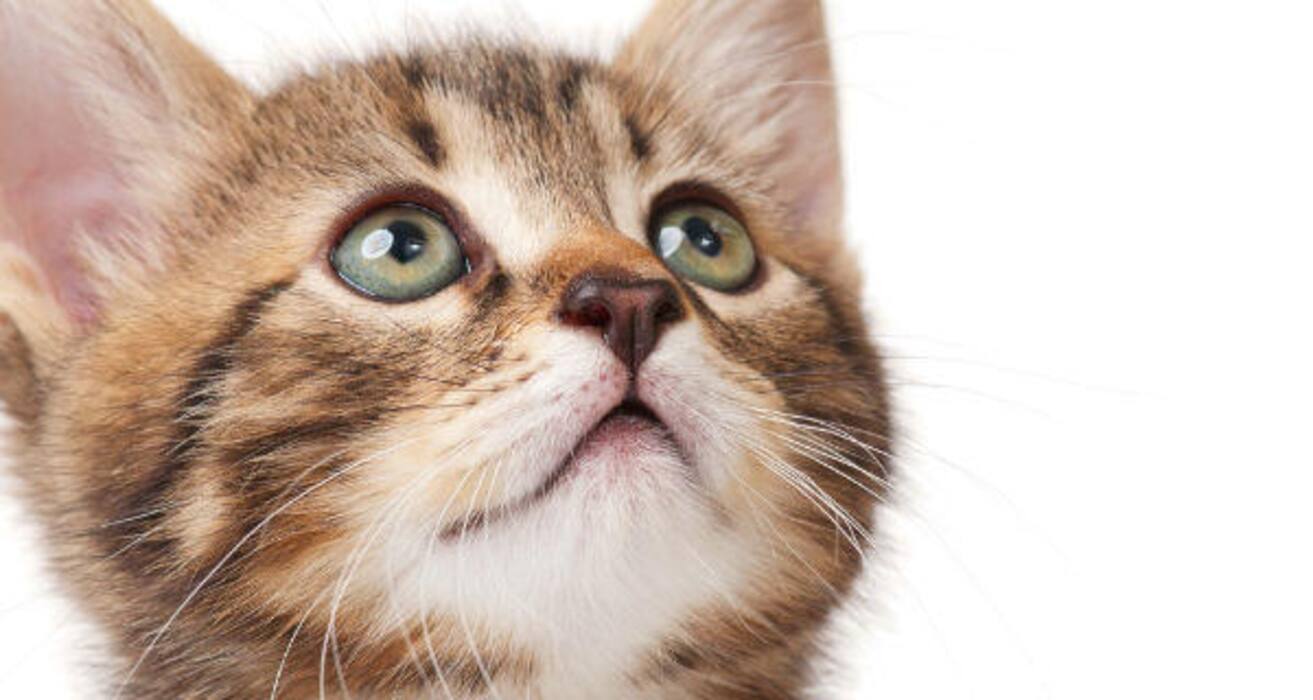 Daily Health Tip: 16 adorable cat pics to calm and de-stress you (Slide Show)