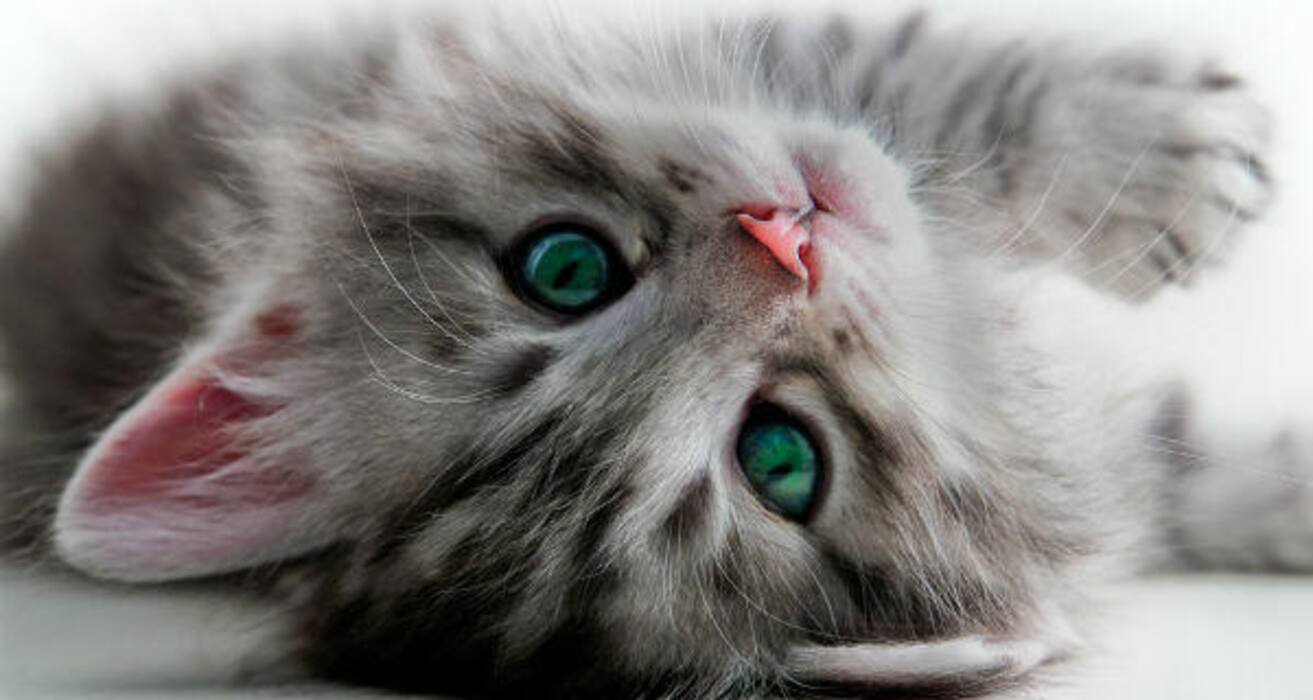 Daily Health Tip: 16 adorable cat pics to calm and de-stress you (Slide Show)