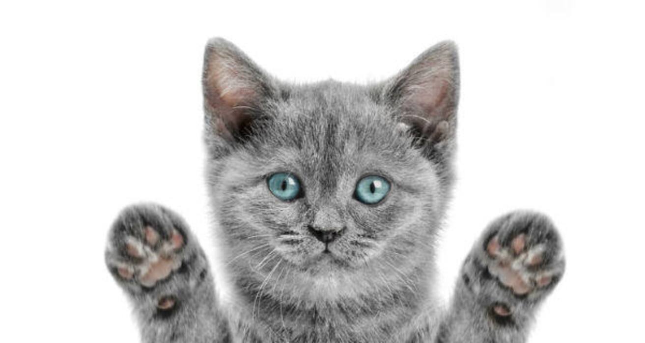 Daily Health Tip: 16 adorable cat pics to calm and de-stress you (Slide Show)