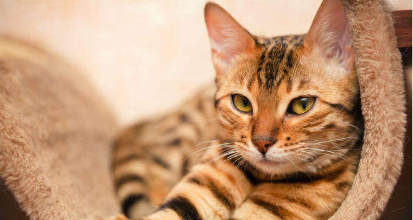 Daily Health Tip: 16 adorable cat pics to calm and de-stress you (Slide Show)