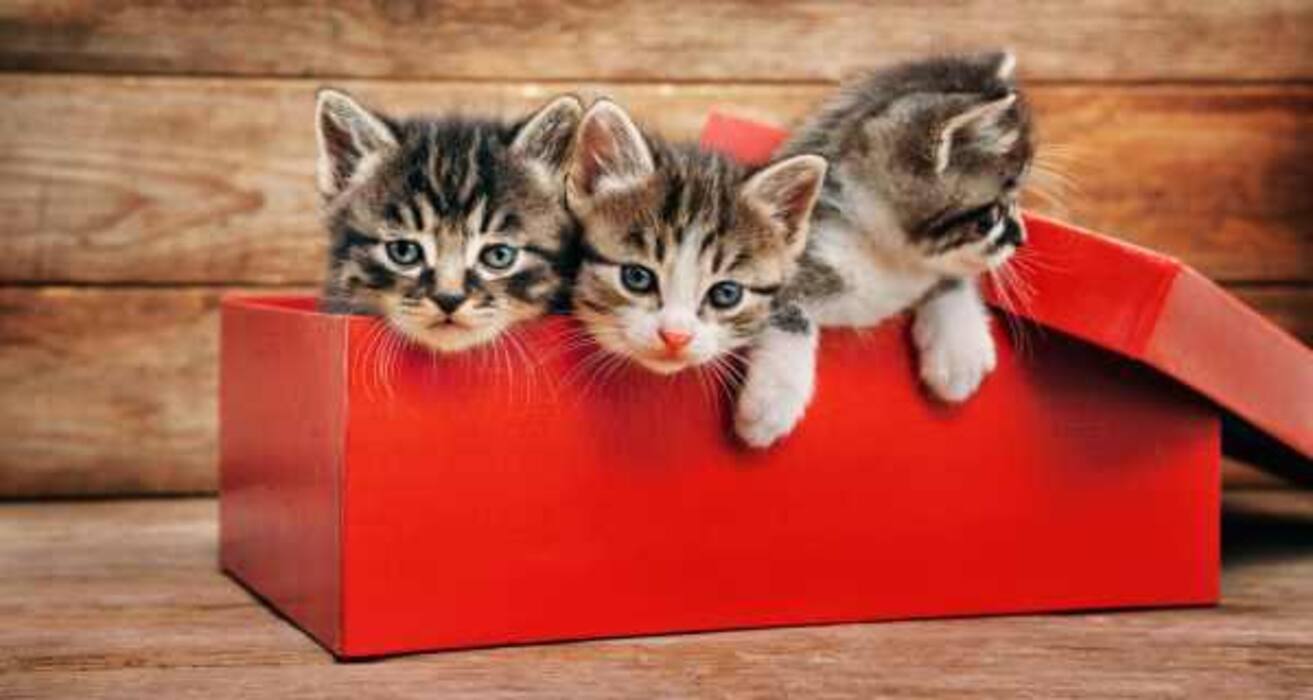 Daily Health Tip: 16 adorable cat pics to calm and de-stress you (Slide Show)