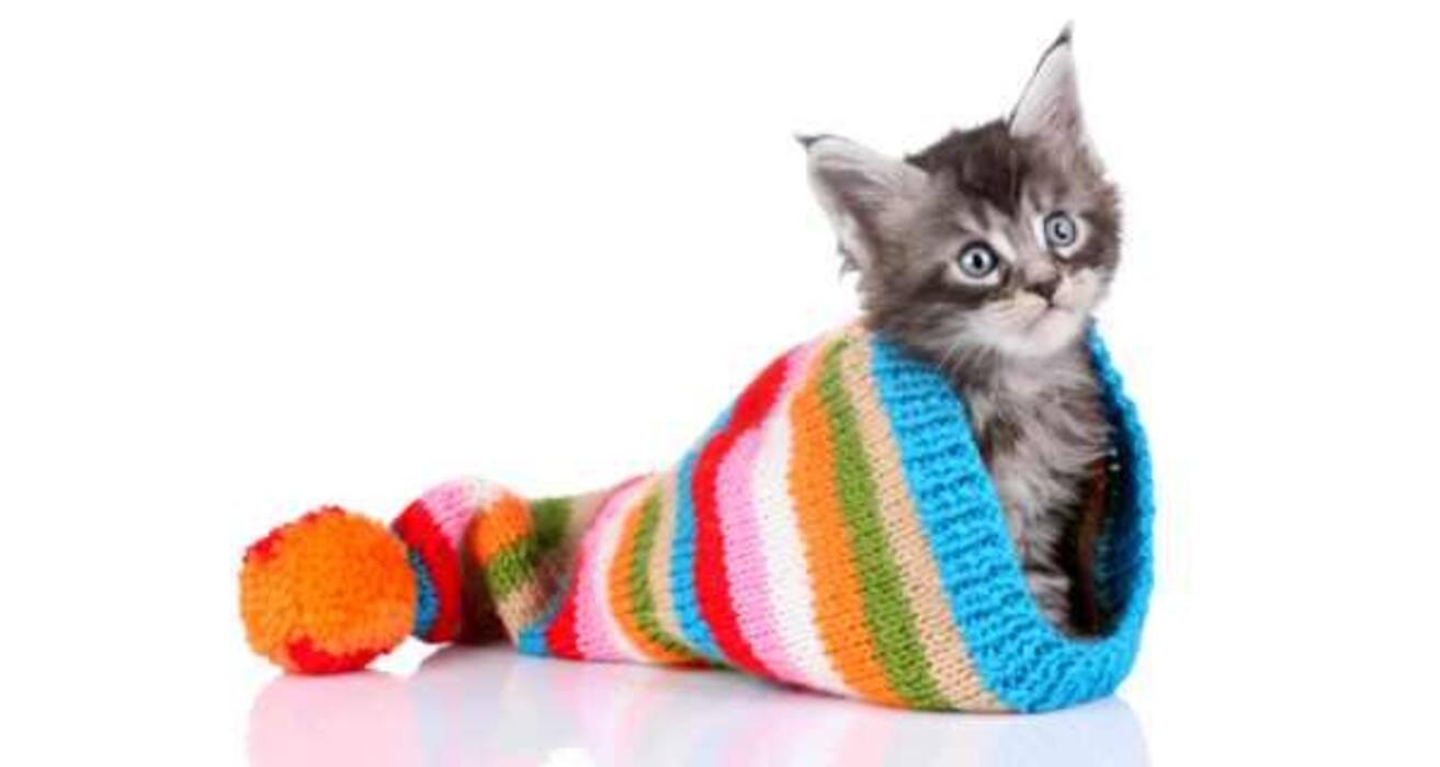Daily Health Tip: 16 adorable cat pics to calm and de-stress you (Slide Show)