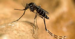 Now, a new device to detect the chikungunya virus in an hour