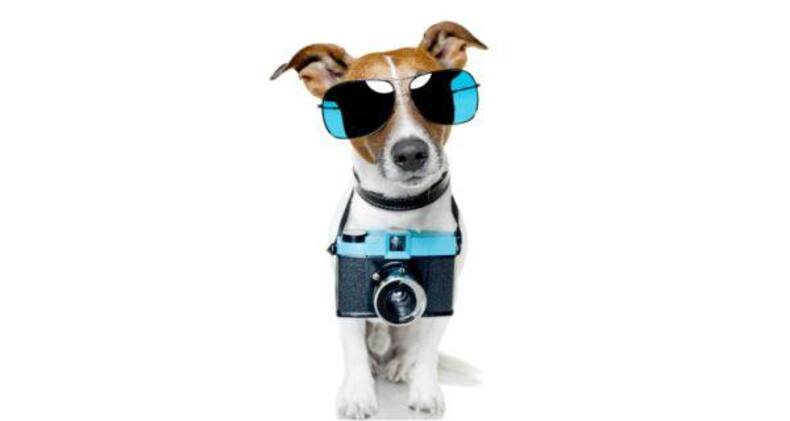7 funny dog pictures that are sure to crack you up