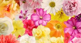 Why do Indians use flowers on auspicious occasions?