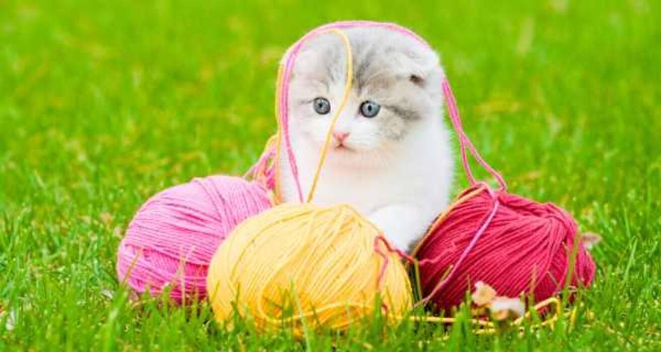 Daily Health Tip: 16 adorable cat pics to calm and de-stress you (Slide Show)