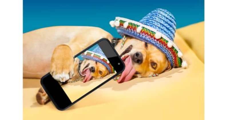 7 funny dog pictures that are sure to crack you up