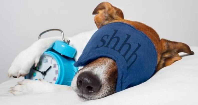7 funny dog pictures that are sure to crack you up
