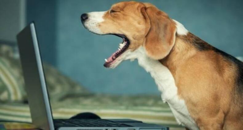 7 funny dog pictures that are sure to crack you up