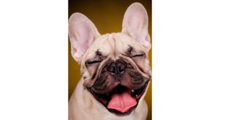 7 funny dog pictures that are sure to crack you up