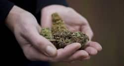 Is your teenager smoking marijuana? It hinders brain development