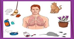 Forget about outdoor allergens! Is your home allergen-free?