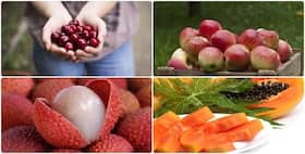 10 seasonal fruits for a healthy monsoon