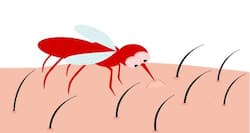 5 diseases caused by mosquitoes (other than dengue and malaria)