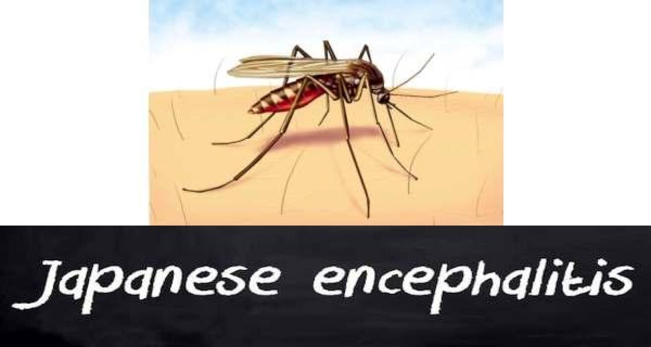 5 diseases caused by mosquitoes (other than dengue and malaria)