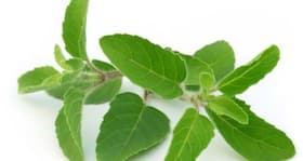 तुलसी: हाई ब्लड शुगर लेवल कंट्रोल करने का एक अायुर्वेदिक नुस्खा