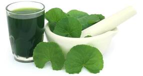 Health benefits of brahmi or Indian pennywort and how to use it!