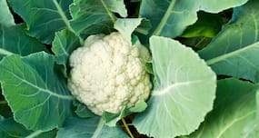 You won't throw away cauliflower leaves after reading this!