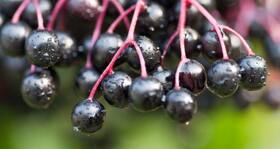 Can this berry make your jet lag a little better?