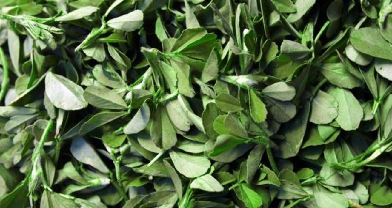 5 must-eat calcium rich vegetables