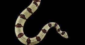 Man takes selfie with rattlesnake lands in hospital with a bill amounting to $153,000