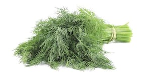 Superfood for diabetes -- dill leaves and seeds help control blood sugar