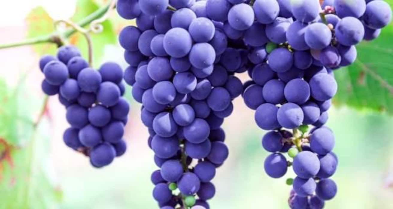 13 purple foods that you should be eating regularly