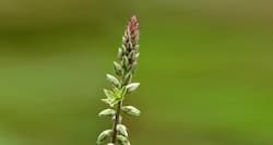 अपामार्ग पत्ते के मिल्क शेक से सिर्फ एक महीने में घटाएं वज़न