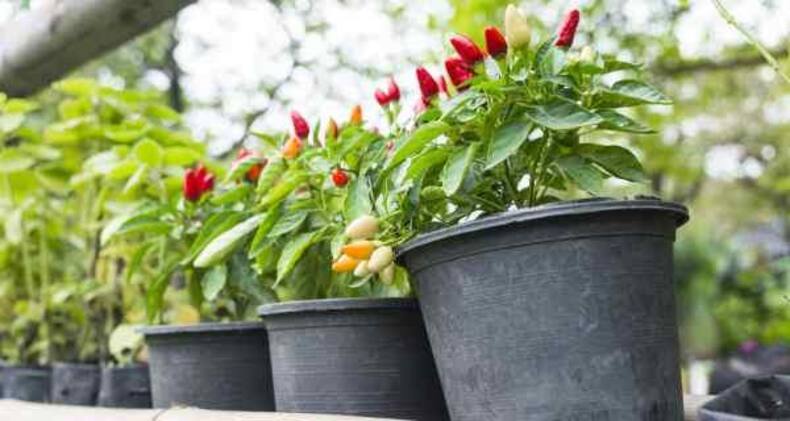 Daily Health Tip: 10 herbs and plants to grow at home for detox and weight loss (Slide Show)