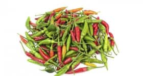 Study highlights the importance of chillies in one's diet