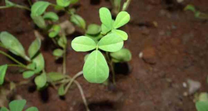 Daily Health Tip: 10 herbs and plants to grow at home for detox and weight loss (Slide Show)