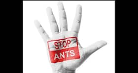 Surefire tips to ant proof your home