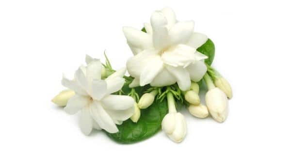 We love Our Bangladesh JasmineArabian jasmine flower Beli ful  strong  scented flower in Bangladesh