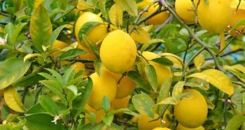 Daily Health Tip: 10 herbs and plants to grow at home for detox and weight loss (Slide Show)