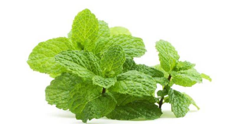 Daily Health Tip: 10 herbs and plants to grow at home for detox and weight loss (Slide Show)