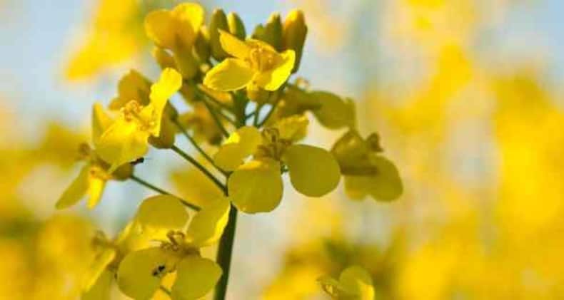 Daily Health Tip: 10 herbs and plants to grow at home for detox and weight loss (Slide Show)
