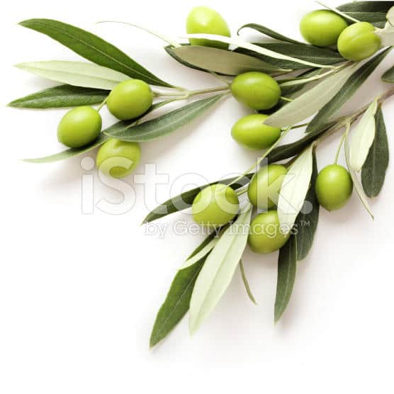 Olives can help you live a disease-free life