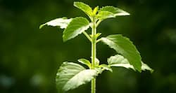 15 ways you can use basil leaves or tulsi for better health