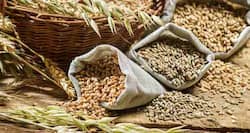 Wheat chapatis or bajra roti, oats or ragi, quinoa or brown rice? -- what's better for weight loss