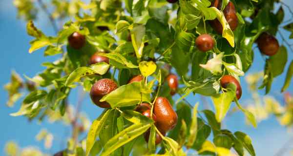 Lose belly fat with ber or jujube leaves | TheHealthSite.com