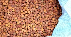 Multiple health benefits of bengal gram