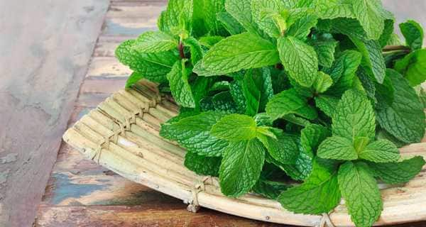 7 ways to add mint or pudina to your diet