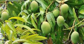 Did you know raw mango leaves can help to manage diabetes better?