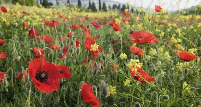 Tired of counting sheep? Try these 5 herbs to deal with insomnia (Slide Show)
